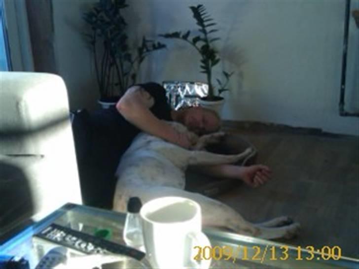 Amerikansk bulldog Kettner`s Fiona - Råhygge den 13 december 09 billede 7