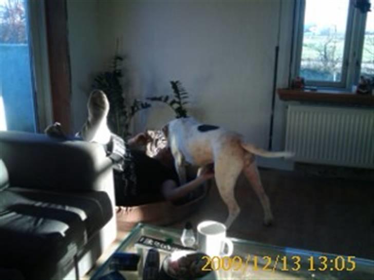 Amerikansk bulldog Kettner`s Fiona - Fiona undrer sig over hvad han laver i hendes kurv. 13/121-09 billede 8