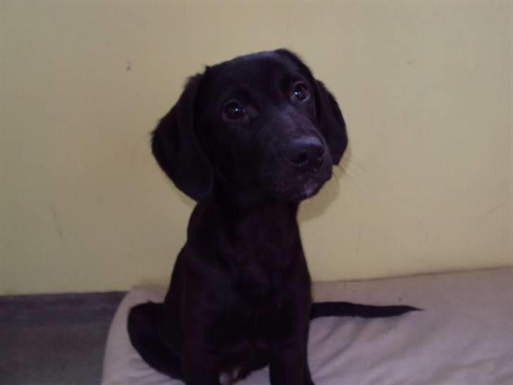 Blanding af racer Xargo billede 7