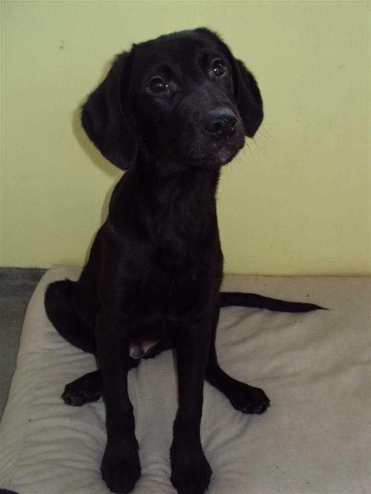 Blanding af racer Xargo billede 8