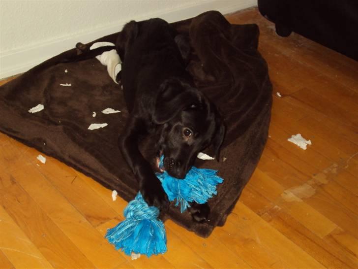 Blanding af racer Xargo billede 9