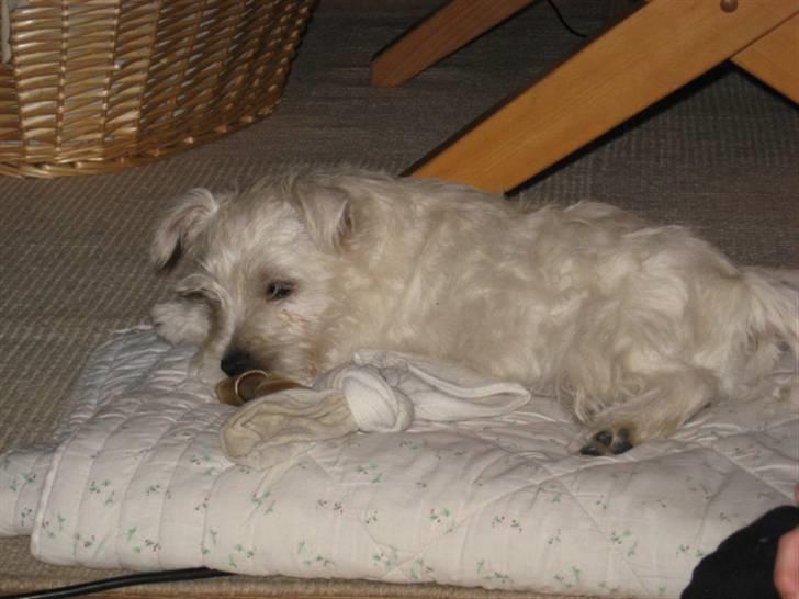 West highland white terrier Blixen - Første aften:) billede 12
