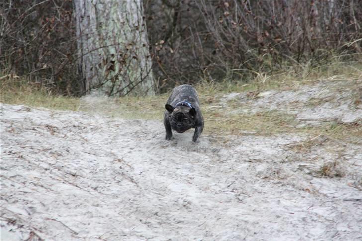 Fransk bulldog Albert - Albert 1 år og 10 måneder (dec. 09) billede 18