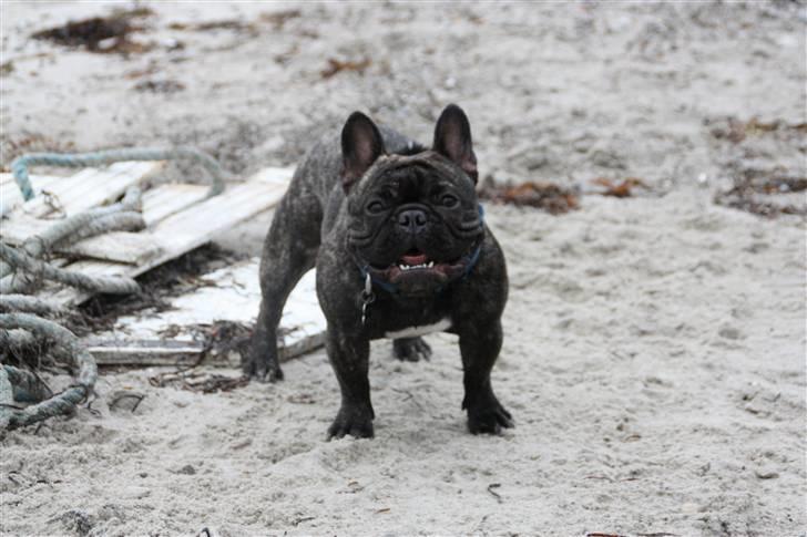 Fransk bulldog Albert - Albert 1 år og 10 måneder (dec 09) billede 19