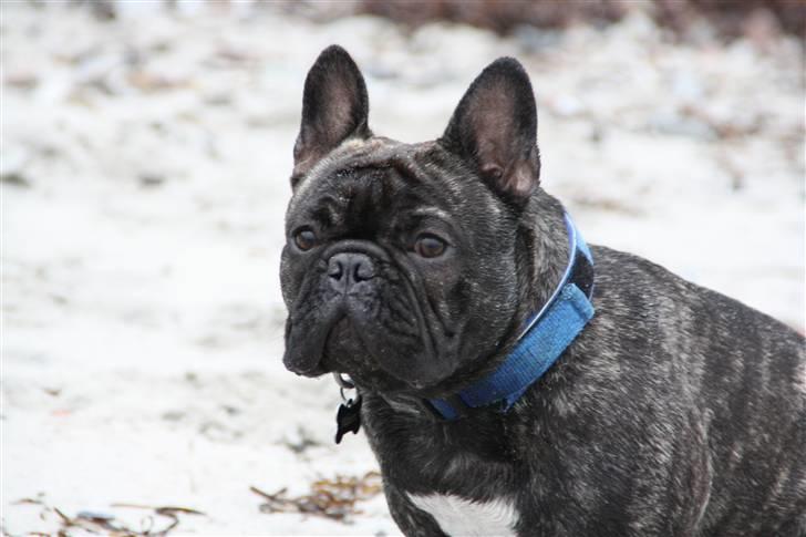 Fransk bulldog Albert - Albert 1 år og 10 måneder (dec 09) billede 20