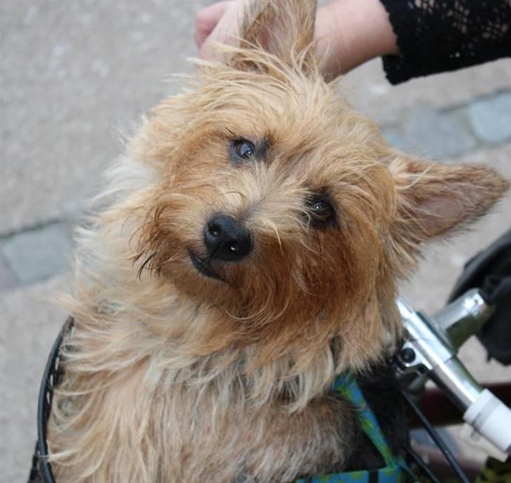 Australsk terrier Luka Min engel - Cykelhunden Luka
September 2009 billede 20