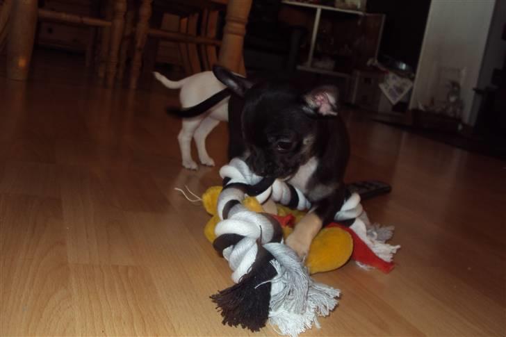 Chihuahua Annabell billede 7