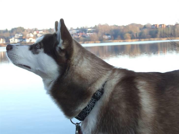 Siberian husky Lúa - Nærfoto ud over vandet. Lua er her 7 måneder. billede 15