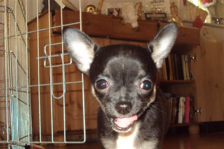 Chihuahua Annabell billede 8