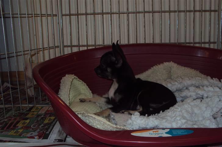 Chihuahua Annabell billede 9