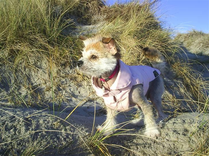 Blanding af racer Silje - Silje 7 måneder gammel billede 14