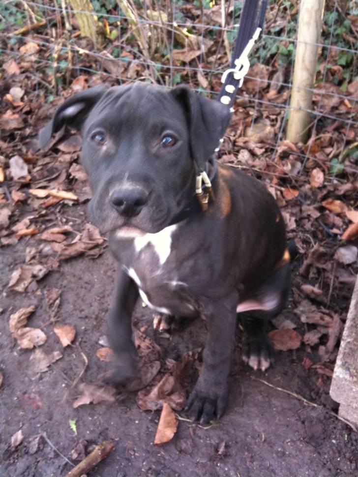 Amerikansk staffordshire terrier Nismo billede 1