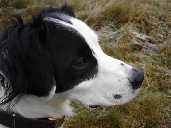 Blanding af racer Chips billede 12