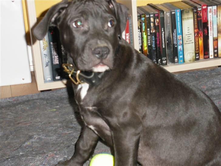 Amerikansk staffordshire terrier Nismo billede 2