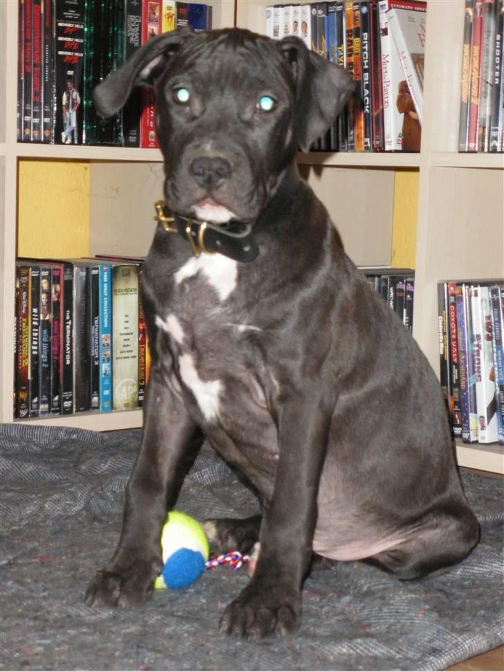 Amerikansk staffordshire terrier Nismo billede 3