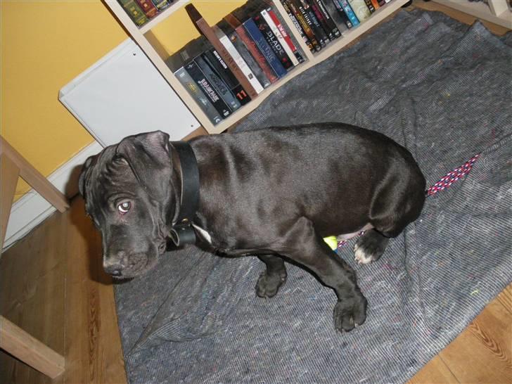 Amerikansk staffordshire terrier Nismo billede 4