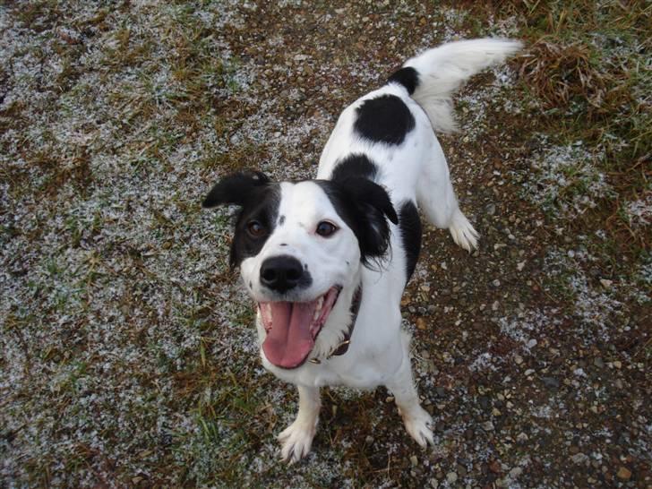 Blanding af racer Chips - Se hvor er jeg sød, giv mig guf! billede 13