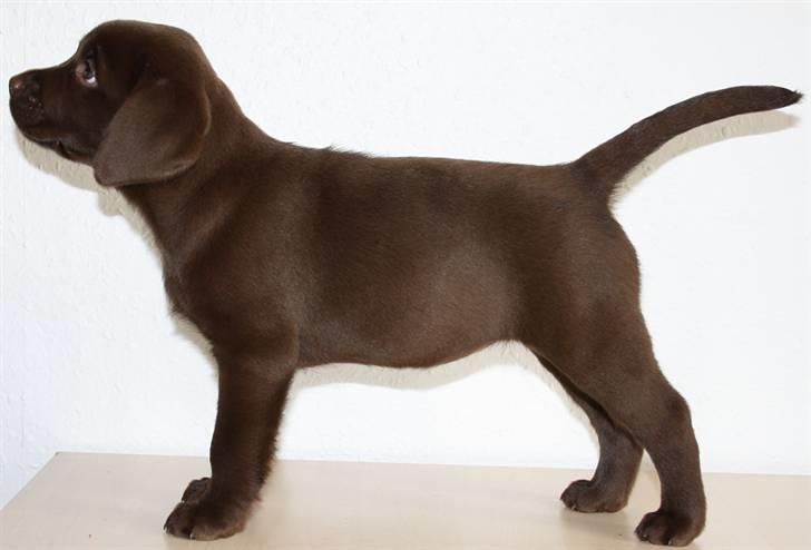 Labrador retriever Fifi Sunshine Cassiopeia  billede 1