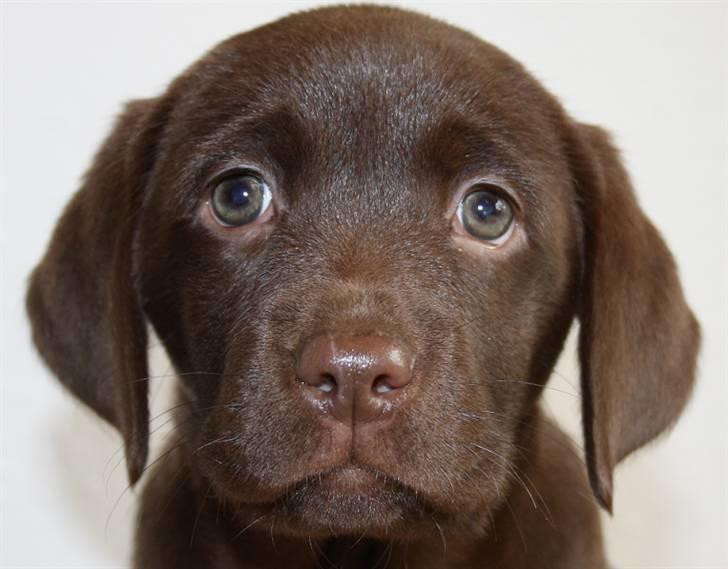 Labrador retriever Fifi Sunshine Cassiopeia  billede 2