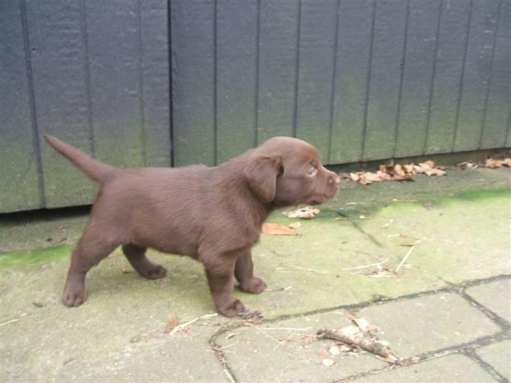 Labrador retriever Fifi Sunshine Cassiopeia  billede 3