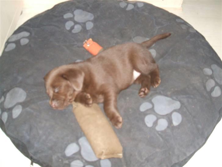 Labrador retriever Fifi Sunshine Cassiopeia  billede 5