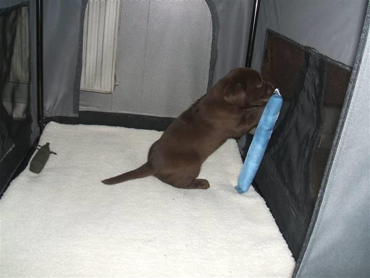 Labrador retriever Fifi Sunshine Cassiopeia  billede 6