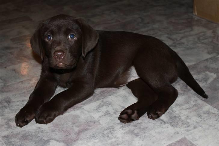 Labrador retriever Fifi Sunshine Cassiopeia  billede 7
