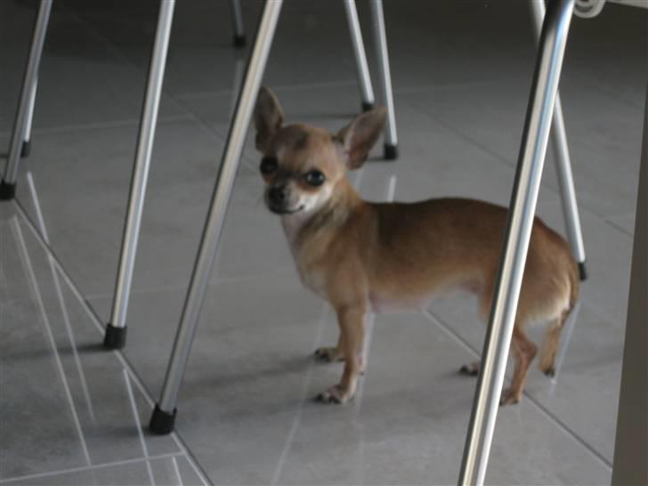 Chihuahua Chicka billede 9