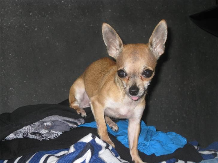 Chihuahua Chicka billede 10