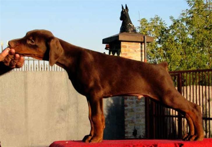 Dobermann NITRO DI ALTOBELLO billede 2