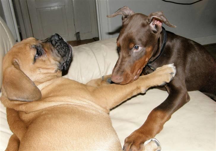 Dobermann NITRO DI ALTOBELLO - her er jeg med min lille veninde billede 6