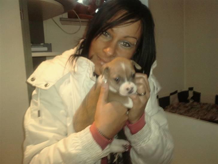 Blanding af racer aya(amstaff/ambull) billede 6