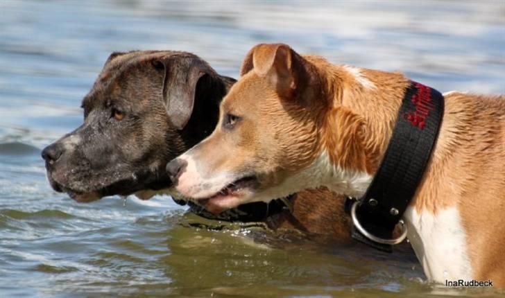 Blanding af racer aya(amstaff/ambull) billede 7