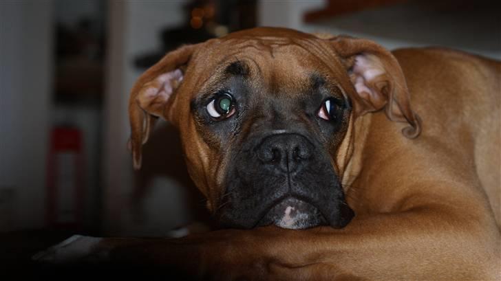 Boxer Tyson billede 15