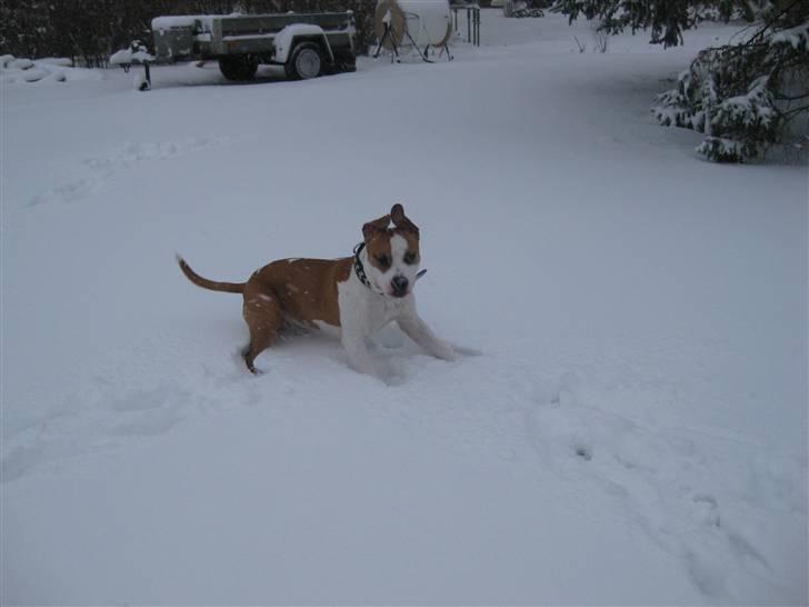 Amerikansk staffordshire terrier Primo (R.I.P.) billede 1