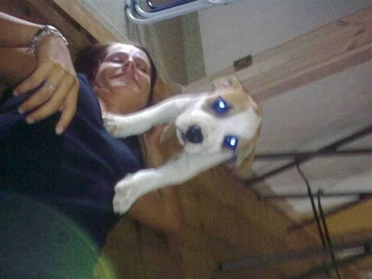 Amerikansk staffordshire terrier Primo (R.I.P.) - Sit første bytte.. Grr.. billede 2