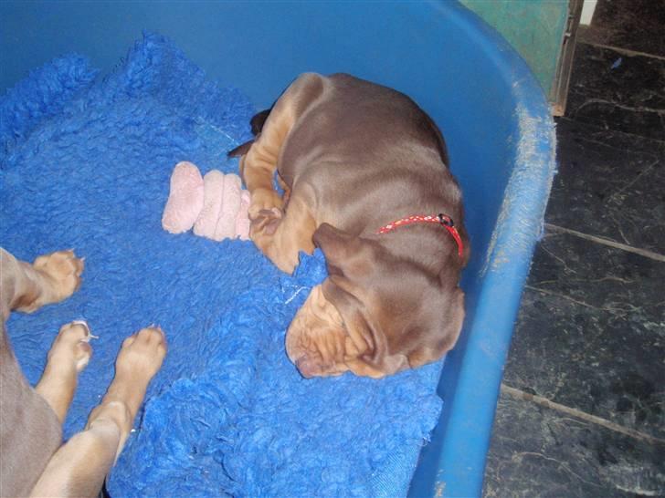 Blodhund TrailfindersLovable/Ronja - I England ;P Der kommer hun fra... billede 2