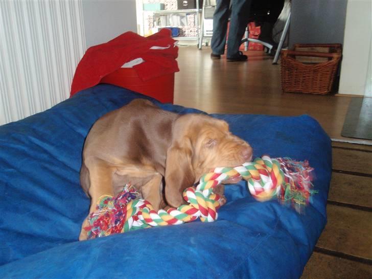 Blodhund TrailfindersLovable/Ronja - Ronja eeeelsker sit tygge-dyr :) billede 3