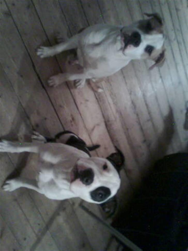 Amerikansk staffordshire terrier Primo (R.I.P.) billede 3