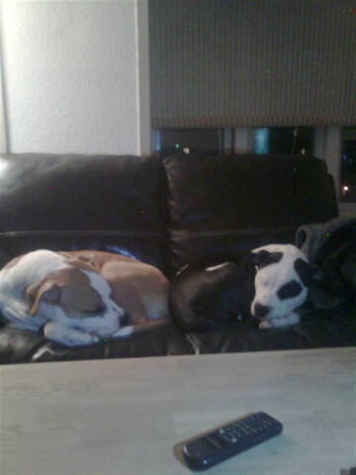 Amerikansk staffordshire terrier Primo (R.I.P.) billede 4