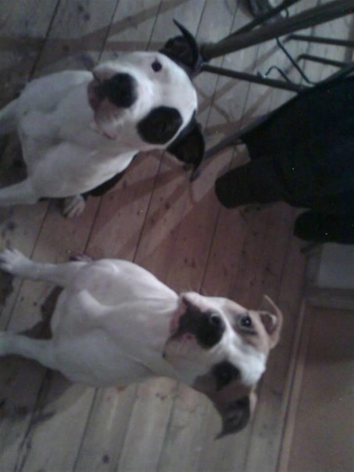 Amerikansk staffordshire terrier Primo (R.I.P.) - Primo og hans bror Rocco.. billede 5