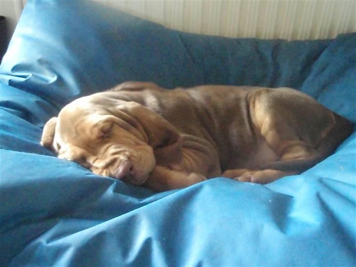 Blodhund TrailfindersLovable/Ronja - ZzzZ!! sovetryne... XD billede 5