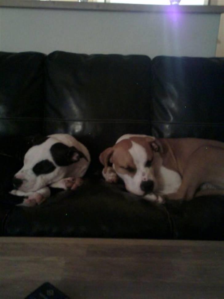 Amerikansk staffordshire terrier Primo (R.I.P.) billede 6