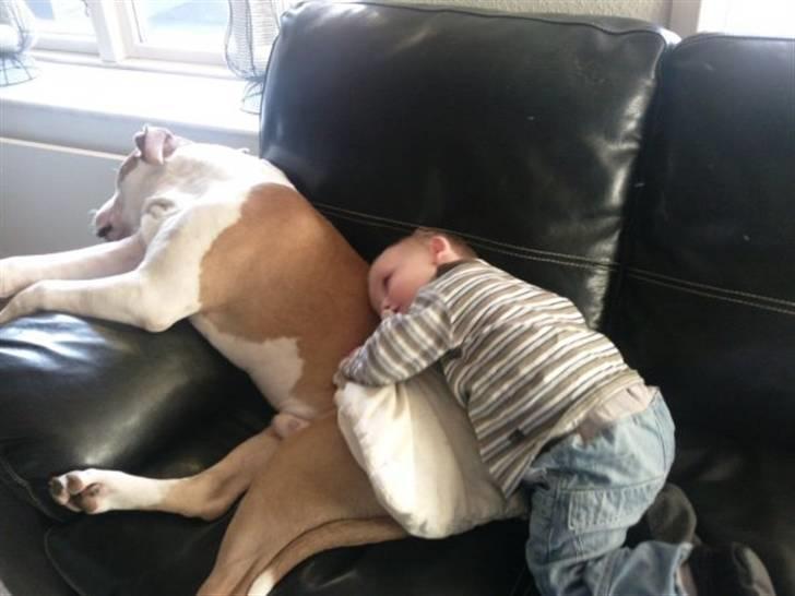 Amerikansk staffordshire terrier Primo (R.I.P.) billede 7