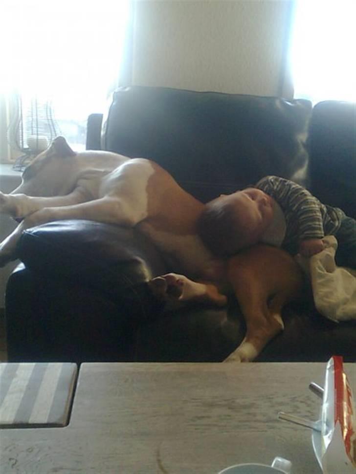 Amerikansk staffordshire terrier Primo (R.I.P.) billede 8