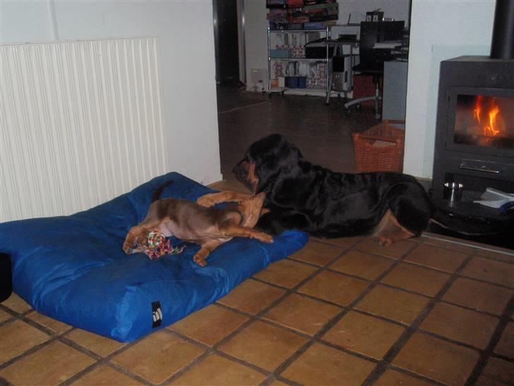 Blodhund TrailfindersLovable/Ronja - Ronja og Wilma leger lidt... Ronja bider Wille i øret xP Frækkert!! billede 11