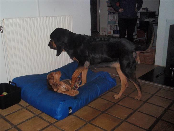 Blodhund TrailfindersLovable/Ronja - Lidt foskel er der vist xD billede 12