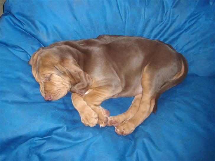 Blodhund TrailfindersLovable/Ronja billede 15