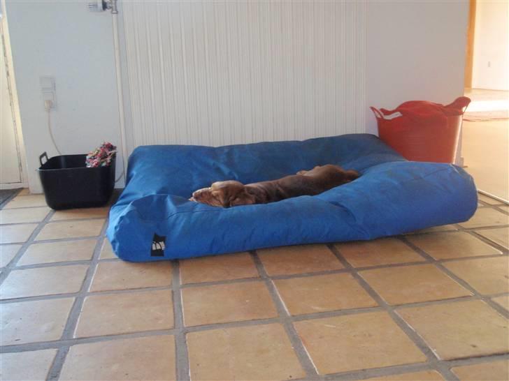 Blodhund TrailfindersLovable/Ronja - En bette hvalp fylder ikke meget i den enorme hundeseng ;D billede 18