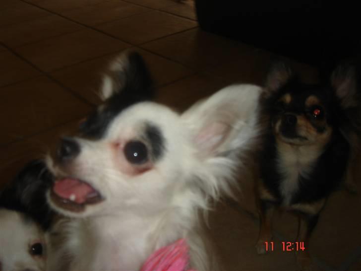 Chihuahua Lerche`s Dine billede 17